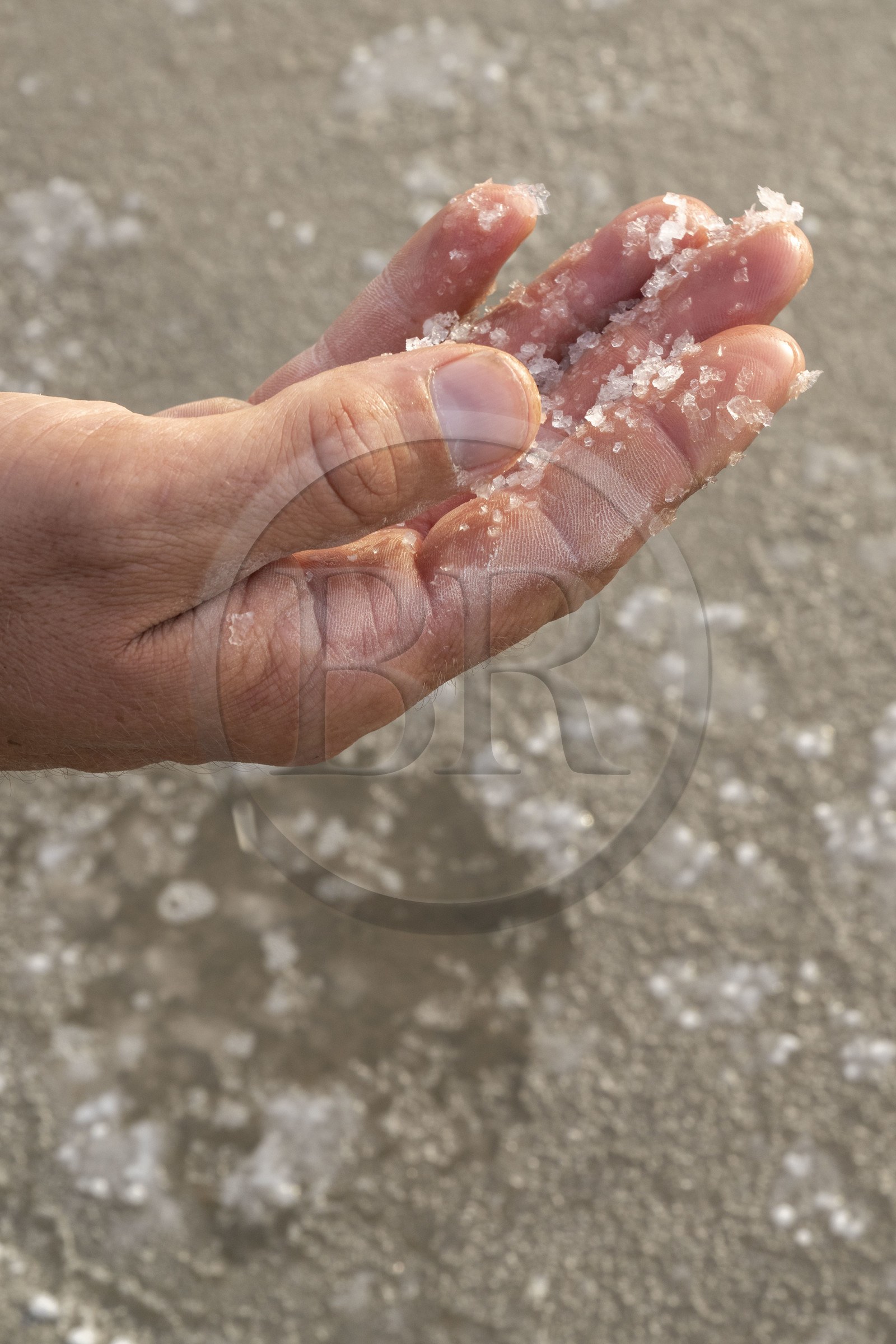 France, Charente-Maritime (17), Ile d'Oléron, Saint-Georges-d'Oléron, cueillette artisanale de la fleur de sel ici sur sa main par le saunier Samuel Barbereau (vue aérienne)