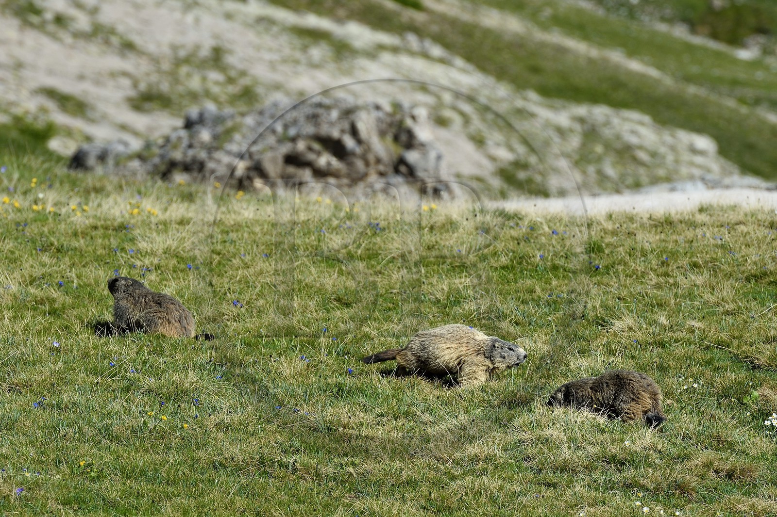 France, Alpes-de-Haute-Provence (04), Uvernet-Fours, parc national du Mercantour, vallée de l'Ubaye, col de la Cayolle (2326 m), marmotte des Alpes (Marmota marmota) sur la pelouse alpine