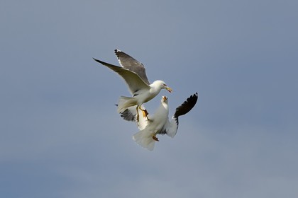 France, Finistere, La Foret Fouesnant, Glenan islands, Penfret island, seagulls fighting