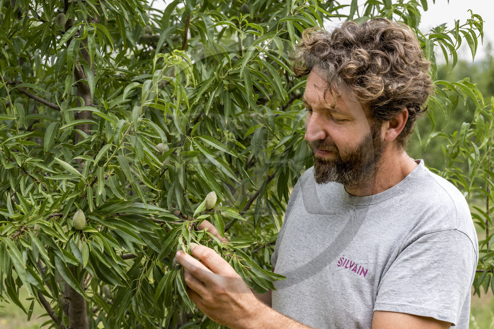 France, Vaucluse (84), Venasque, culture de l'amande dans les champ d'amandiers (amanderaie), Jean Sylvain, amandiculteur des paysans nougatiers Frères Silvain