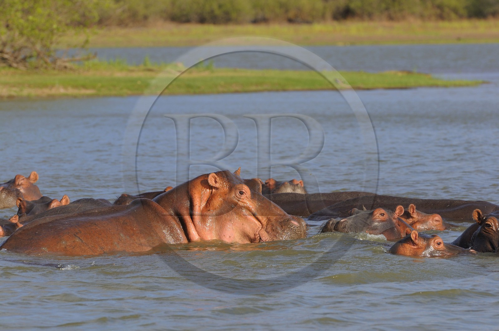 Tanzanie, Reserve de gibier de Selous une des plus grandes zones protégées au monde et inscrite sur la liste du patrimoine mondial de l’Unesco depuis 1982, hippopotames sur le lac Nzerakera formé par la rivière Rufiji