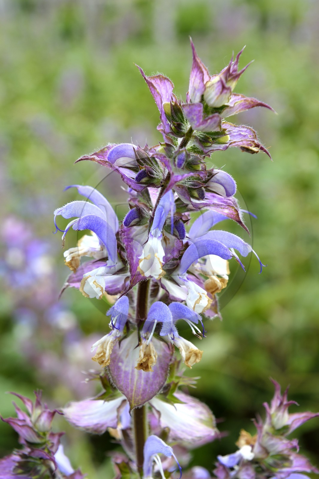 France, Alpes-Maritimes (06), Mouans-Sartoux non loin de Grasse, Jardins du Musée International de la Parfumerie