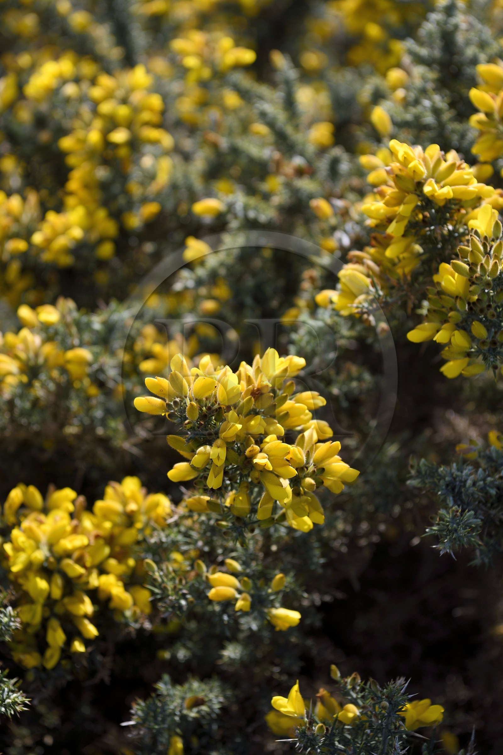 France, Seine-Maritime (76), Pays de Caux, Côte d'Albâtre, Etretat, Ajonc (Ulex europaeus)
