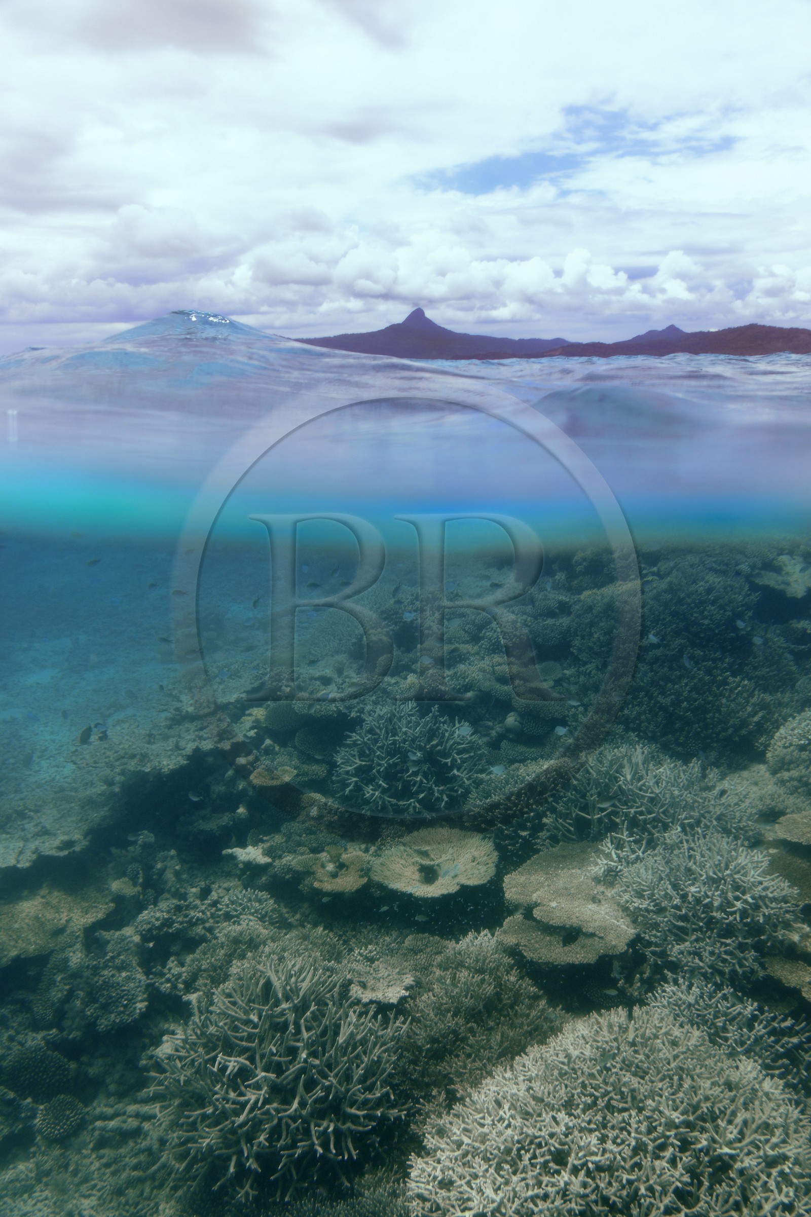 France, Ile de Mayotte, Grande-Terre, récif de corail dans la lagune face à la pointe Saziley  sur la cote Est