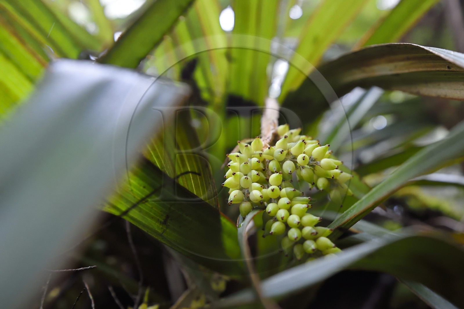 France, Ile de la Reunion, Le Tampon, forêt de Notre-Dame de la Paix en bordure de la Riviere des Remparts sur les pentes du volcan du Piton de la Fournaise
