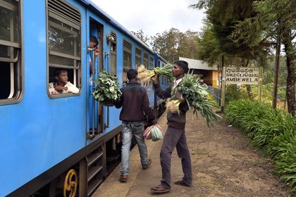 Sri Lanka, Province d'Uva, trajet en train dans la région montagneuse de la culture du thé entre Hatton et Ella, vendeurs ambulants de légumes à la gare de Ambewela