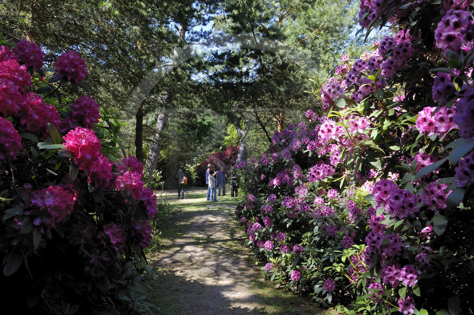 France, Seine-Maritime (76), Varengeville-sur-Mer, domaine Le Bois des Moutiers, grands rhododendrons dans le parc