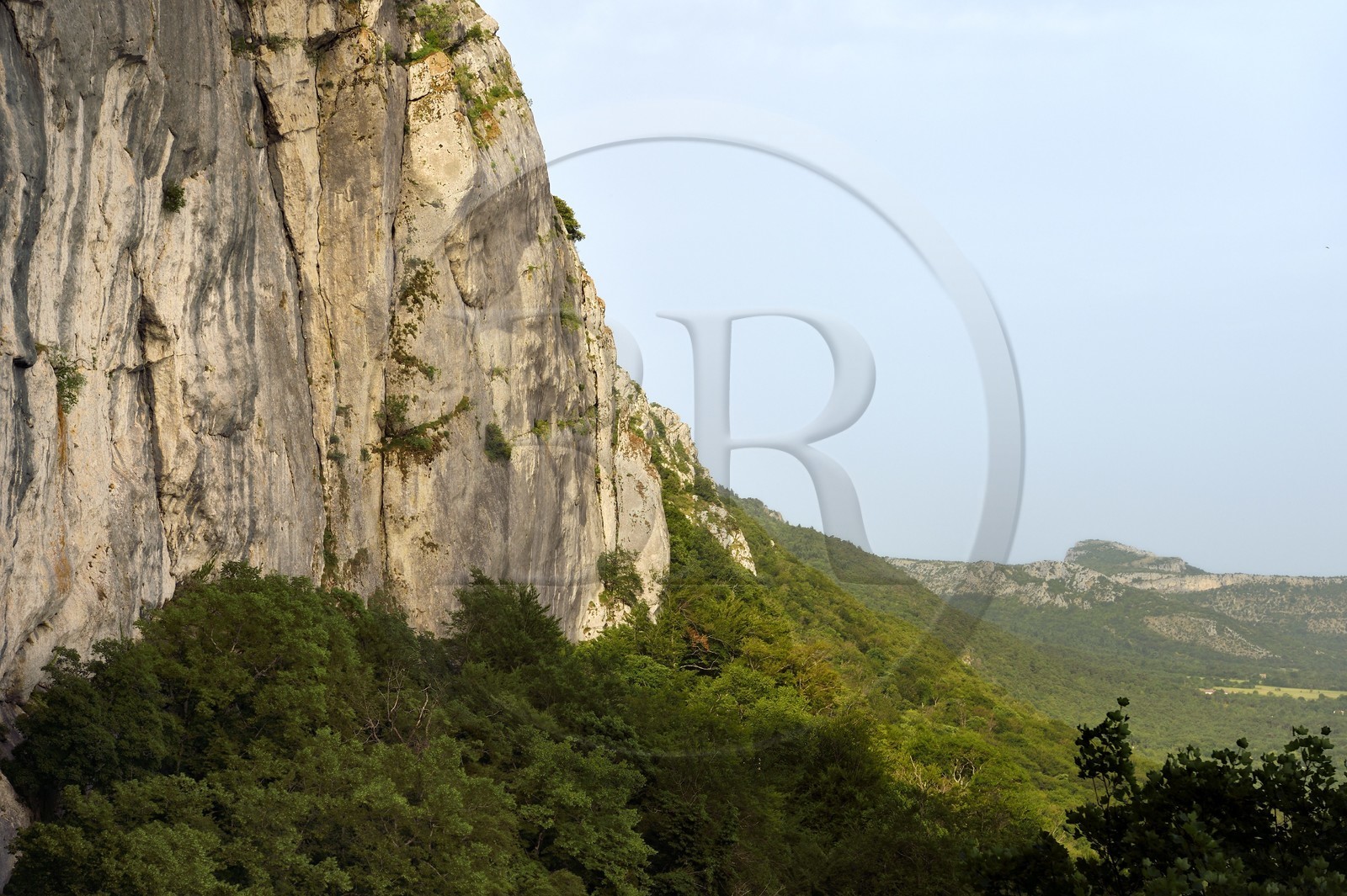 France, Var (83), Plan-d'Aups-Sainte-Baume, parc naturel régional de la Sainte-Baume, Massif de la Sainte-Baume, la falaise de 300m à l'aplomb du Saint-Pilon surplombe la forêt d'origine