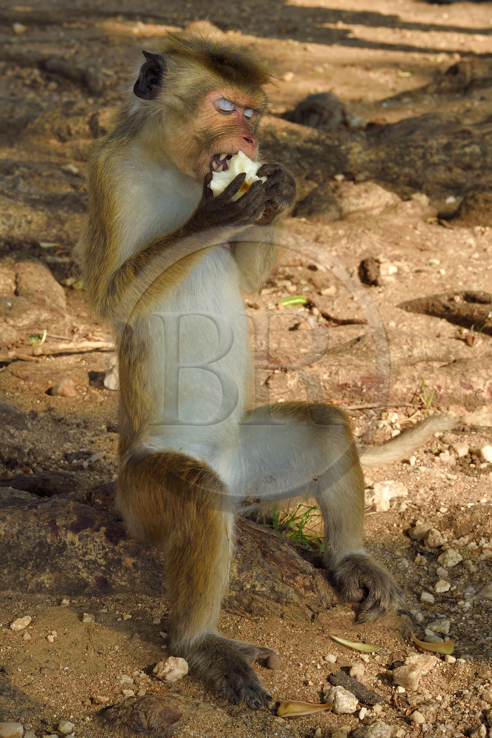 Sri Lanka, province d'Uva, Parc national d'Uda Walawe (Udawalawe National Park), macaque à toque (Macaca sinica) mangeant une pomme