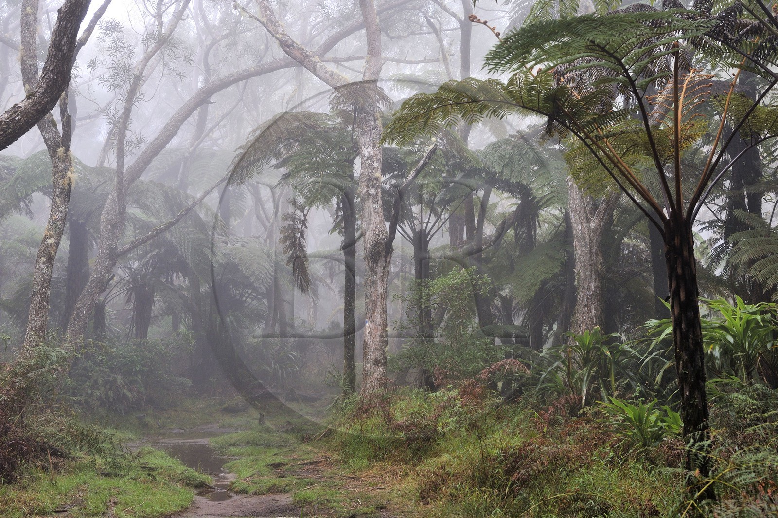 France, île de la Réunion, forêt de Bélouve, fougères arborescentes