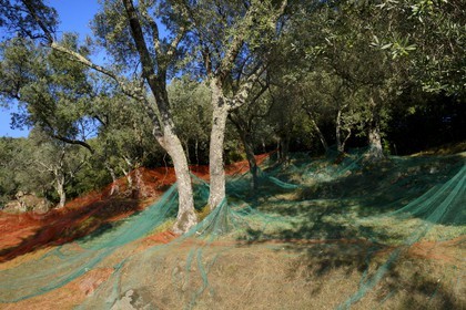 France, Corse-du-Sud (2A), Alta Rocca, Sainte-Lucie-de-Tallano (Santa Lucia di Tallà), olives de la variété germaines de Tallano