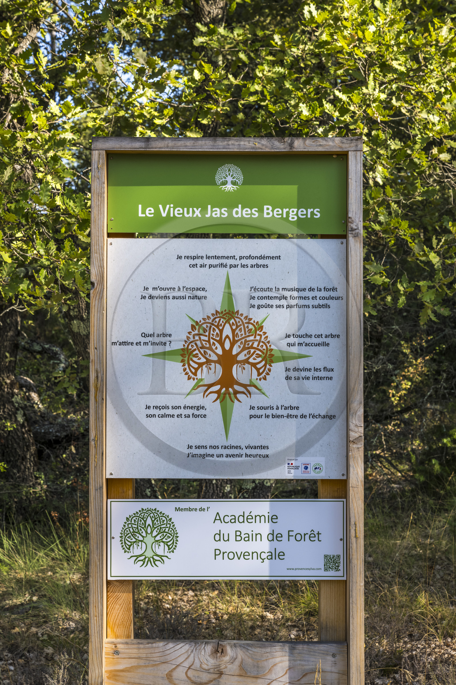 France, Var (83), Provence Verte, Bras, Académie du Bain de Forêt Provençale, forêt du domaine Le Peyrourier - une campagne en Provence
