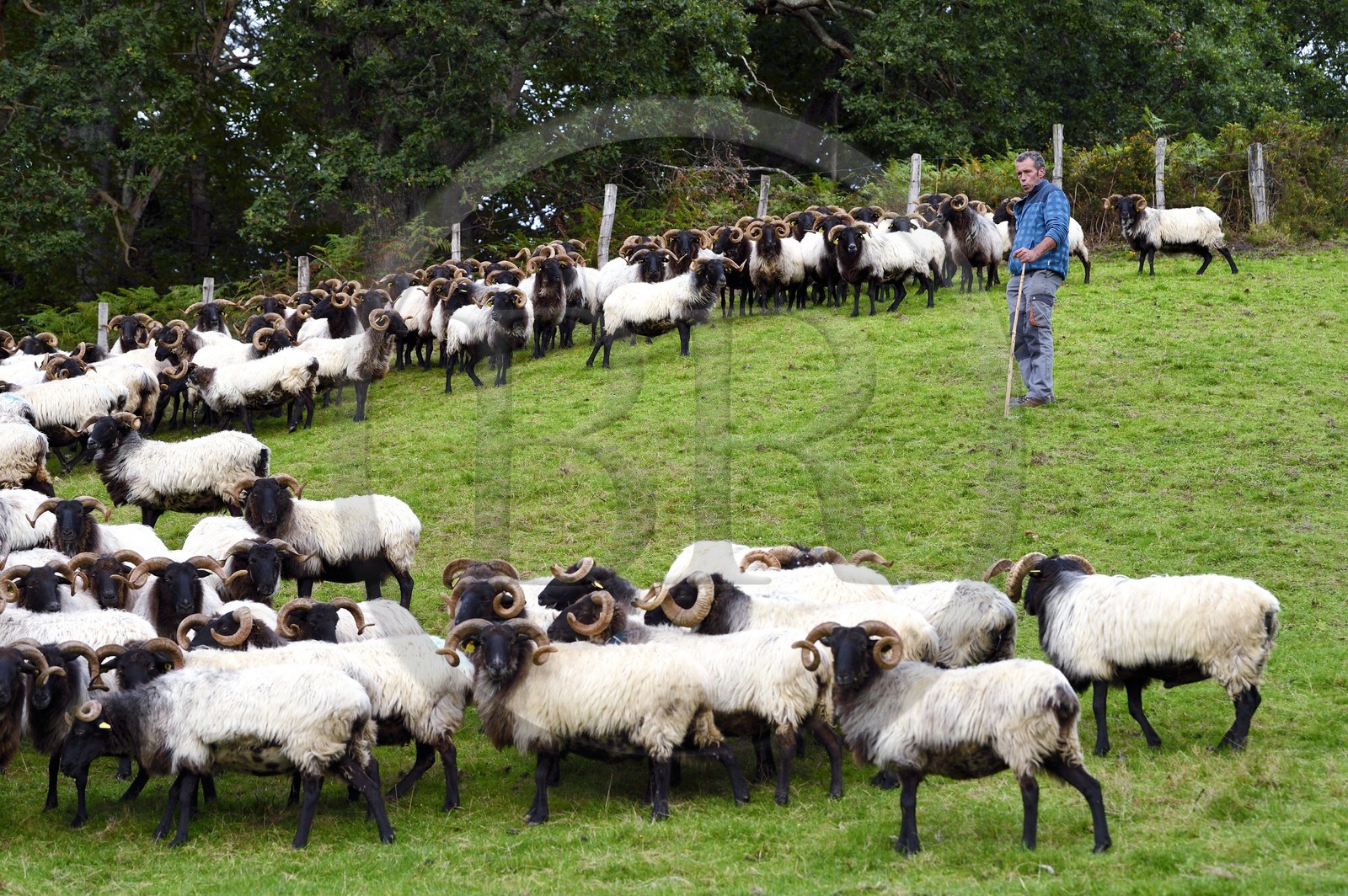 France, Pyrénées-Atlantiques (64), Pays-Basque, vallée des Aldudes, Urepel, l'éleveur de brebis manech tête noire Jean-Bernard Etchebarren