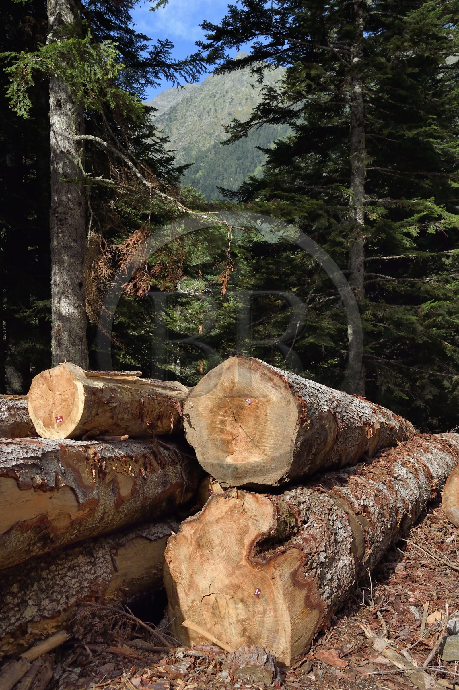France, Hautes Pyrenees, Saint Lary Soulan, Rioumajou valley, log storage