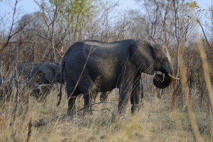 Zimbabwe, province de Matabeleland septentrional, parc national Hwange, éléphant sauvage d'Afrique (Loxodonta africana)