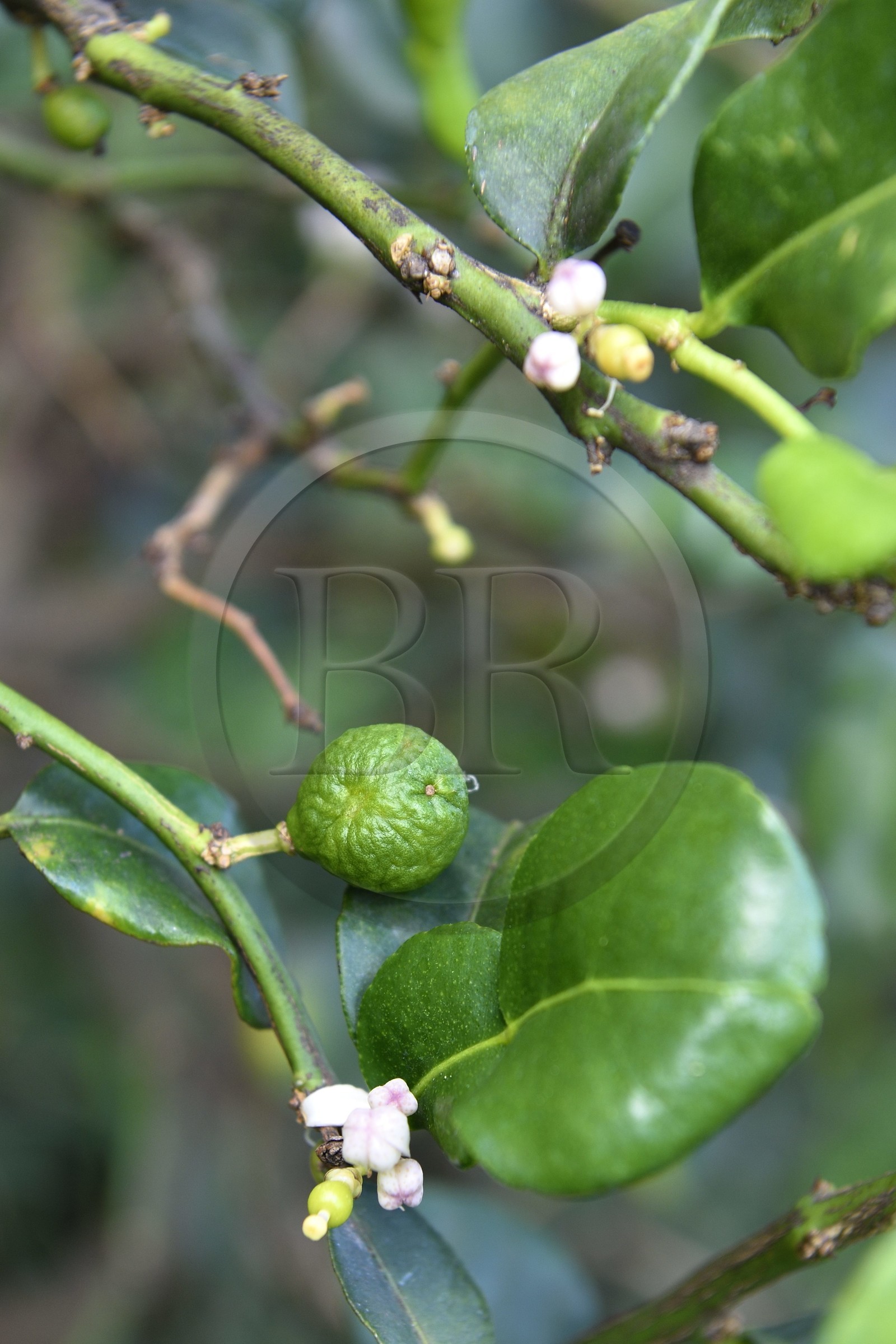 France, Ile de la Reunion, Petite-Ile, jardin tropical, arbre du Combava (Citrus hystrix), la double feuille, la fleur et le fruit