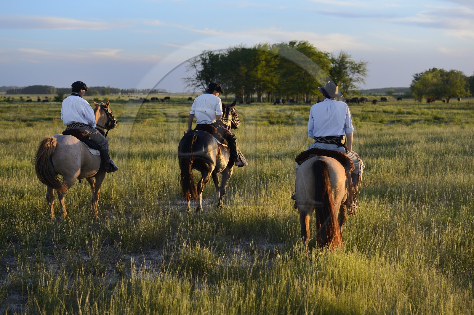Argentine, province de Buenos Aires, San Antonio de Areco, estancia La Bamba de Areco, gauchos au travail dans la pampa
