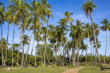 France, Guyane, Cayenne, Pointe Buzaré, la mer y est présente dans les périodes où la mangrove se retire