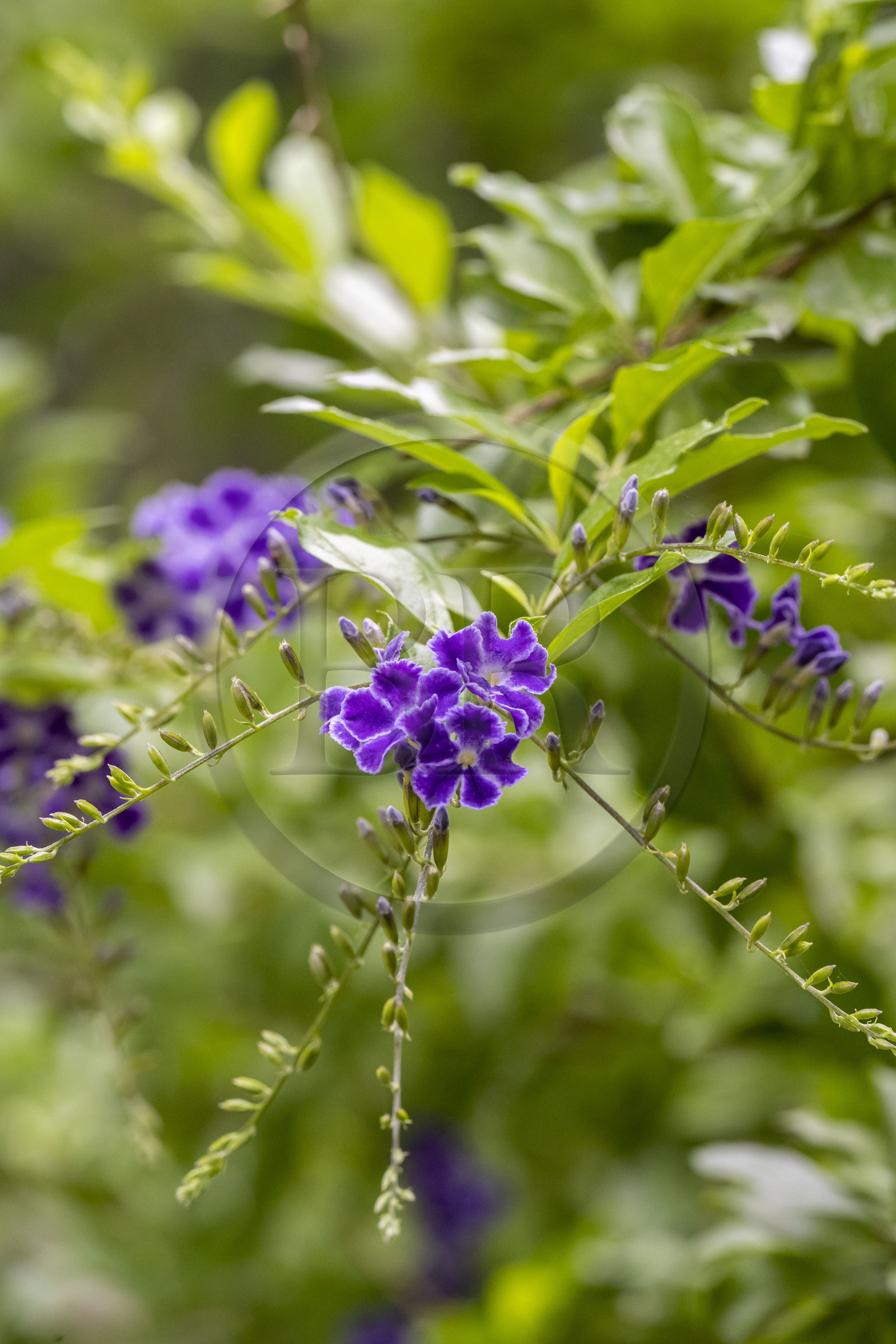 France, Alpes-Maritimes (06), Saint Jean Cap Ferrat, Villa et Jardins Ephrussi de Rothschild, Vanillier de Cayenne (duranta plumieri)