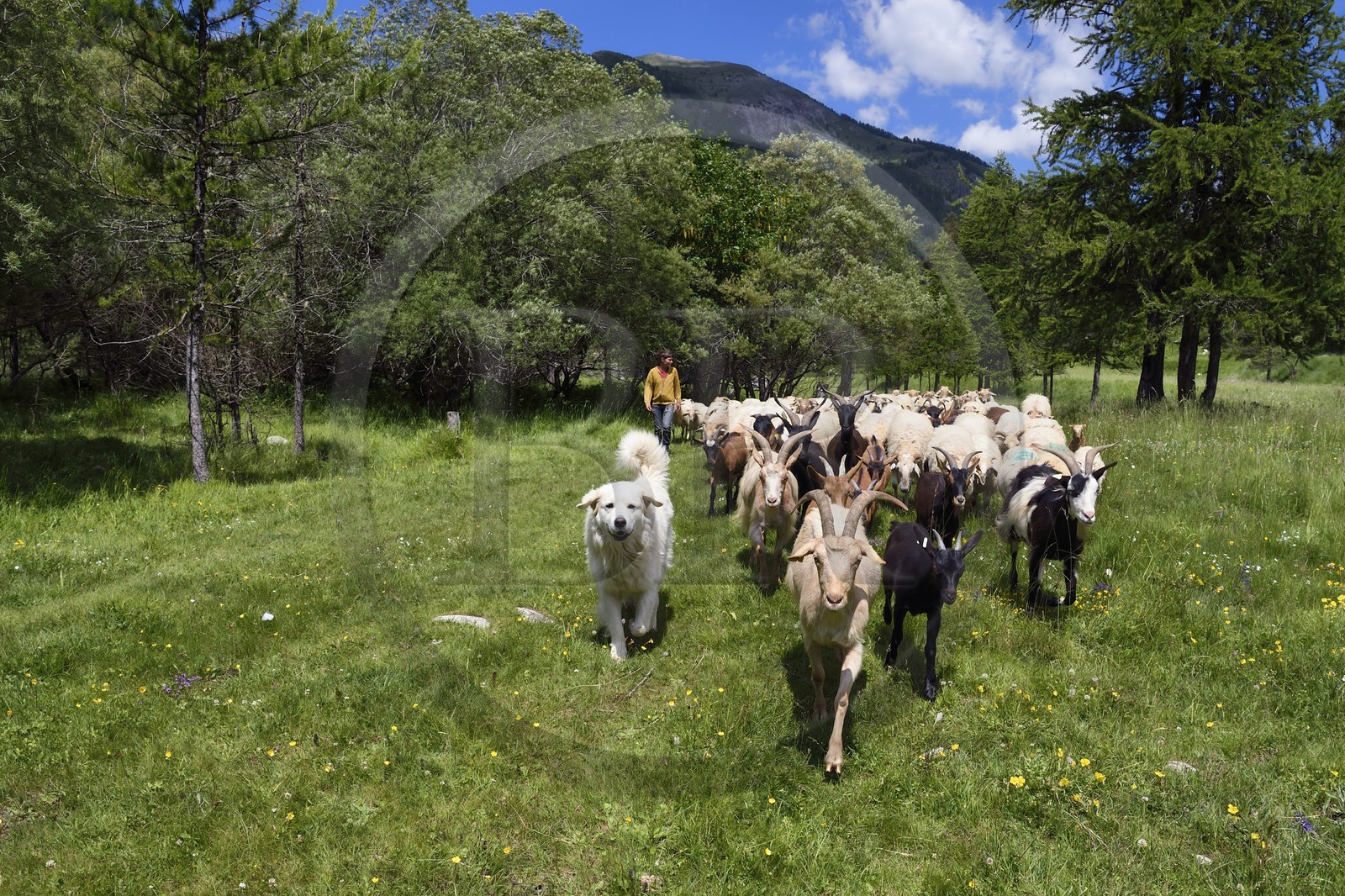 France, Alpes-Maritimes (06), vallée de la Roya (arrière-pays niçois), au pied du parc national du Mercantour, Tende, vallée de la Casterine vers Casterino, la jeune éleveuse de brebis brigasques Céline Giordano et son troupeau