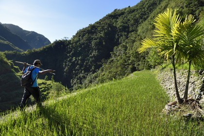 Philippines, province d'Ifugao, les rizières en terrasses de Banaue autour du village de Cambulo, classées Patrimoine Mondial de l'UNESCO