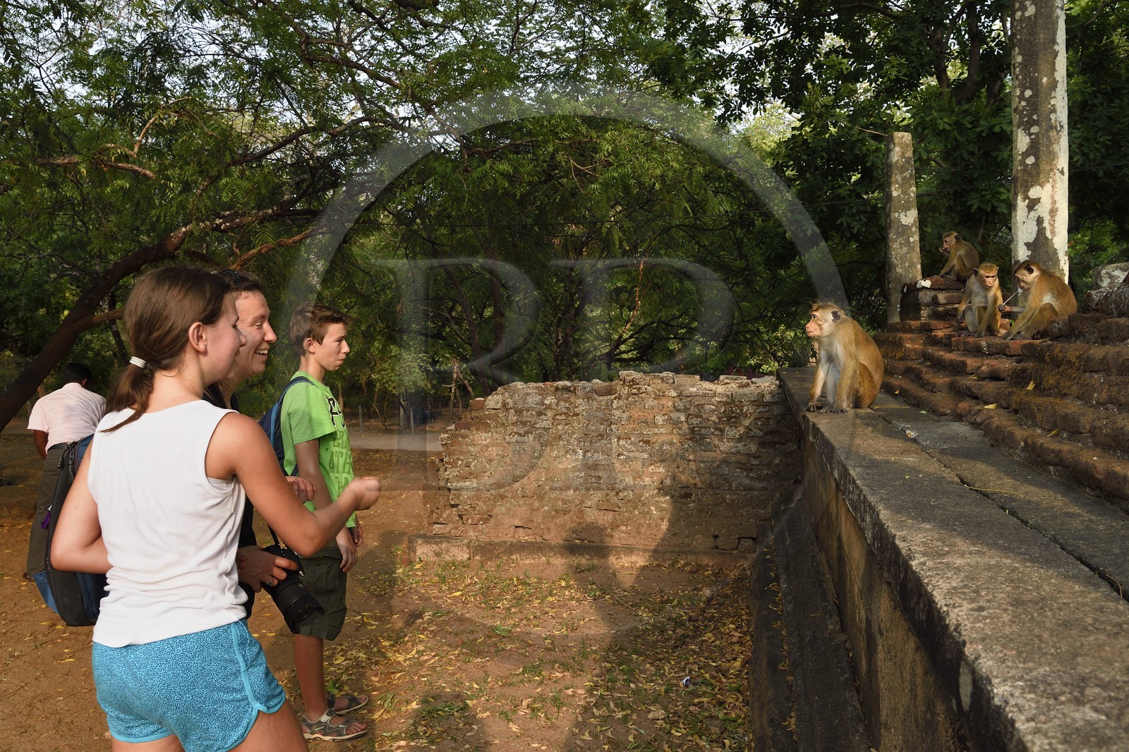 Sri Lanka, province du Centre-Nord, Polonnaruwa, l'ancienne capital du pays (XIe au XIIIe siècle) est classée au Patrimoine Mondial de l'UNESCO, terrasse de la relique de la Dent (Dala Maluwa), rencontre avec des macaques
