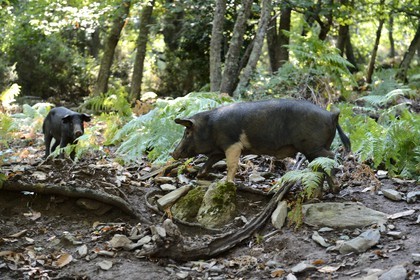 France, Haute Corse, Castagniccia, pigs in the wild