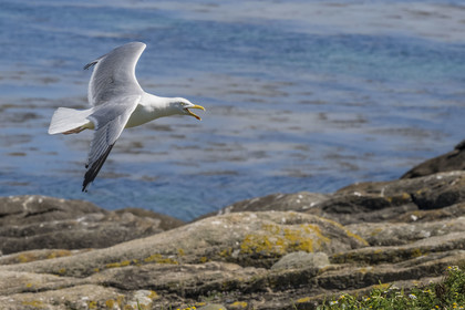 France, Finistère (29), Pays des Abers, Ile Vierge dans l'archipel de Lilia, goéland