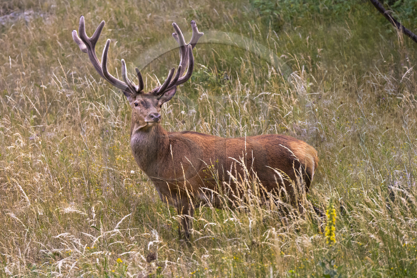 France, Alpes-Maritimes (06), parc national du Mercantour, Haute-Vésubie, Saint-Martin-Vésubie, Val du Haut Boréon, Cerf élaphe (Cervus elaphus)