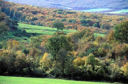 France, Saône-et-Loire (71), paysage du Mâconnais