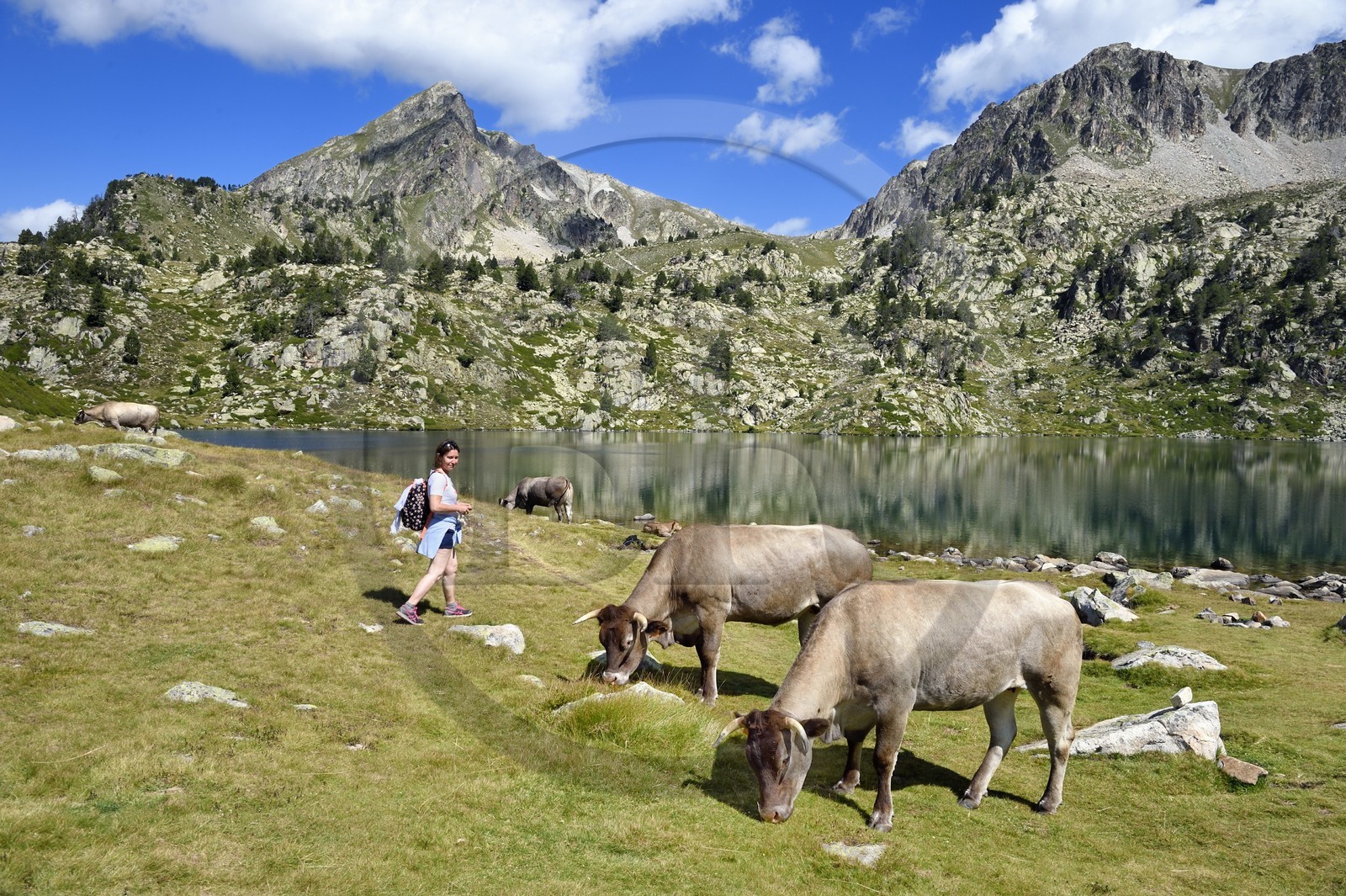 France, Hautes-Pyrénées (65), Saint-Lary-Soulan et Vielle-Aure, randonnée sur une variante du GR10 entre le col de Portet et les lacs de Bastan en bordure de la réserve naturelle de Néouvielle, troupeau de vaches en estive au lac de Bastan supérieur et le pic de Bastan en arrière plan