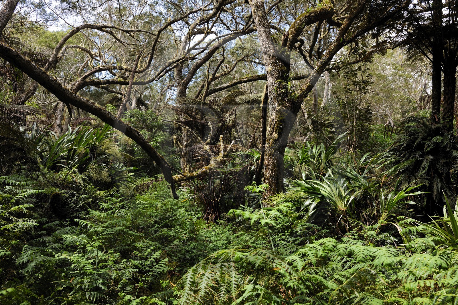France, île de la Réunion, forêt de Bélouve