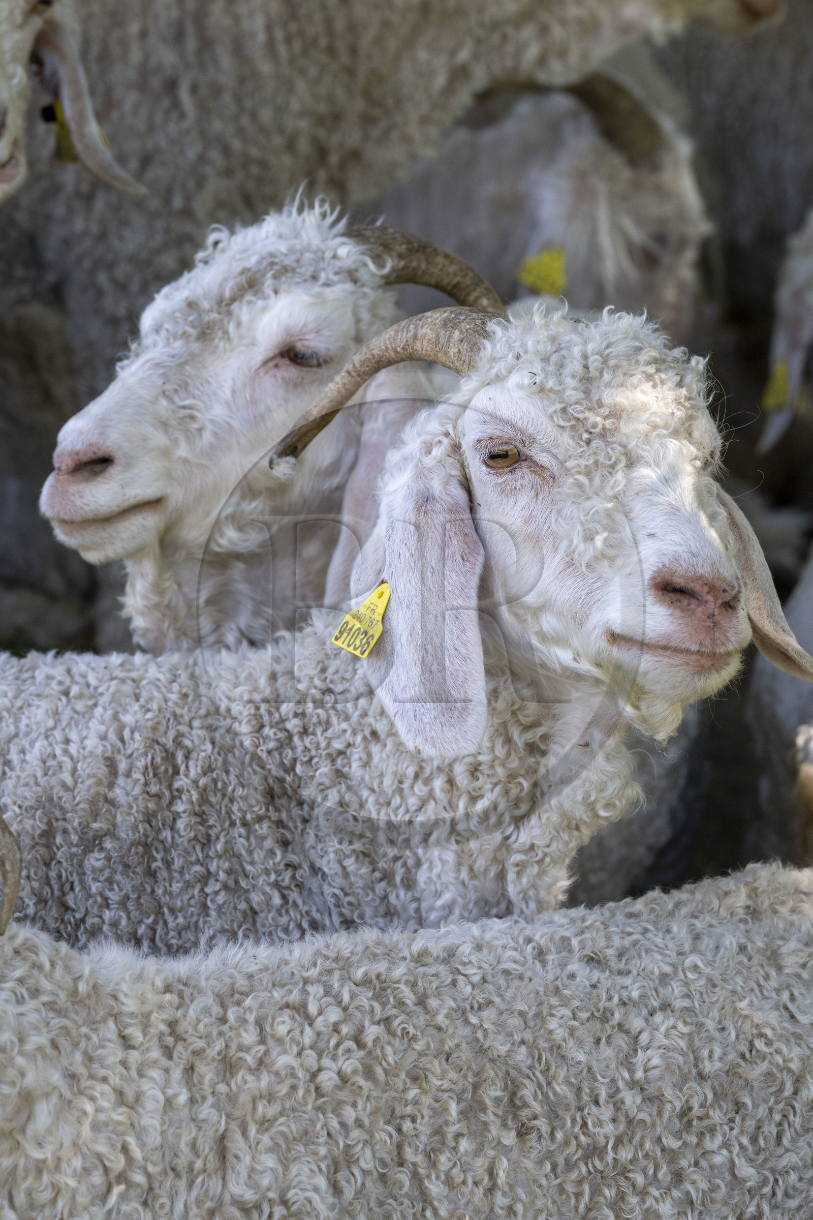 France, Drôme (26), parc naturel régional des Baronnies provençales, Saint-Sauveur-Gouvernet, ferme Mohair du Moulin dans la vallée de l’Ennuye, élevage de chèvres angora