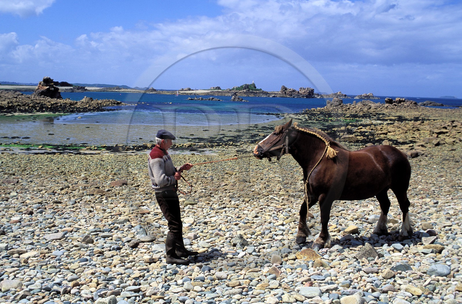 France, Côtes-d'Armor (22), île de Saint Gildas, cheval sur la plage de galet