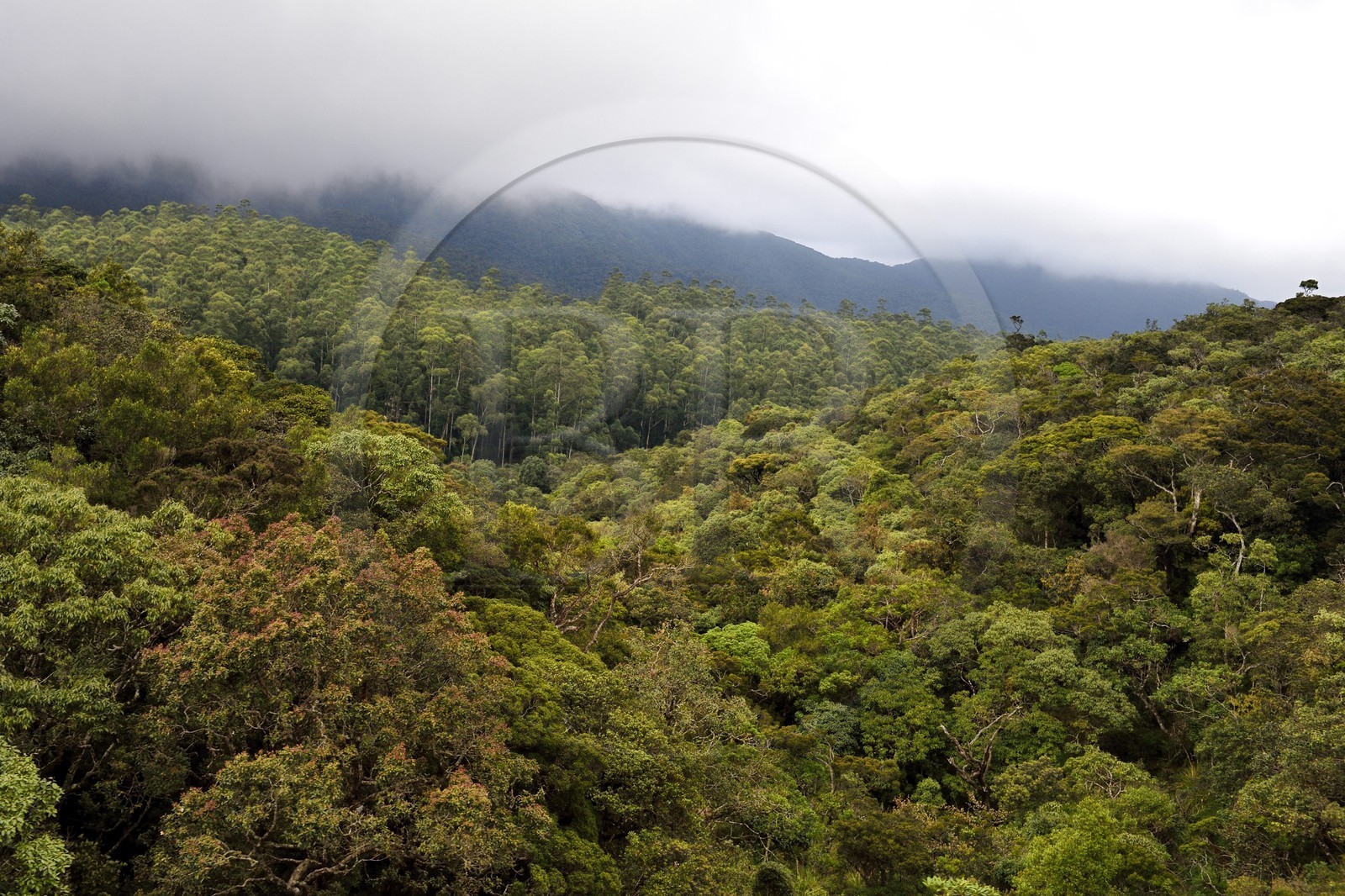 Sri Lanka, Province d'Uva, trajet en train dans la région montagneuse de la culture du thé entre Hatton et Badulla, la forêt de nuages du parc national de Horton Plains, passage à une hauteur de 1898m
