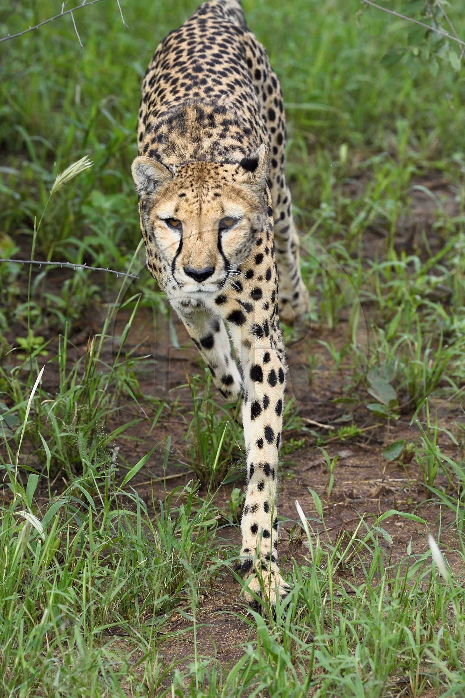 Namibie, Otjiwarongo, Cheetah Conservation Fund, centre de recherche et d'éducation, guépard (Acinonyx jubatus)