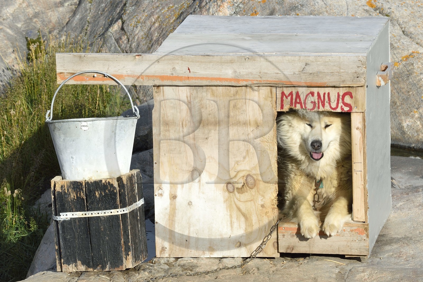 Groenland, cote ouest, baie de Disko, Ilulissat, chien de traineau dans sa niche