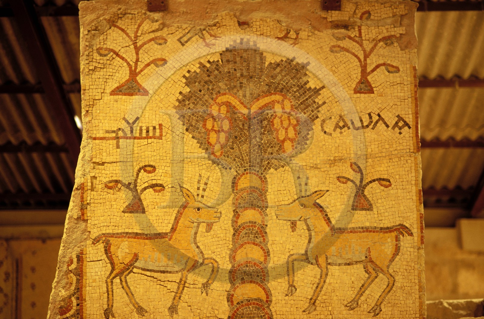 Jordanie, le Mont Nébo, Mosaïques byzantines de 531 après J.C.