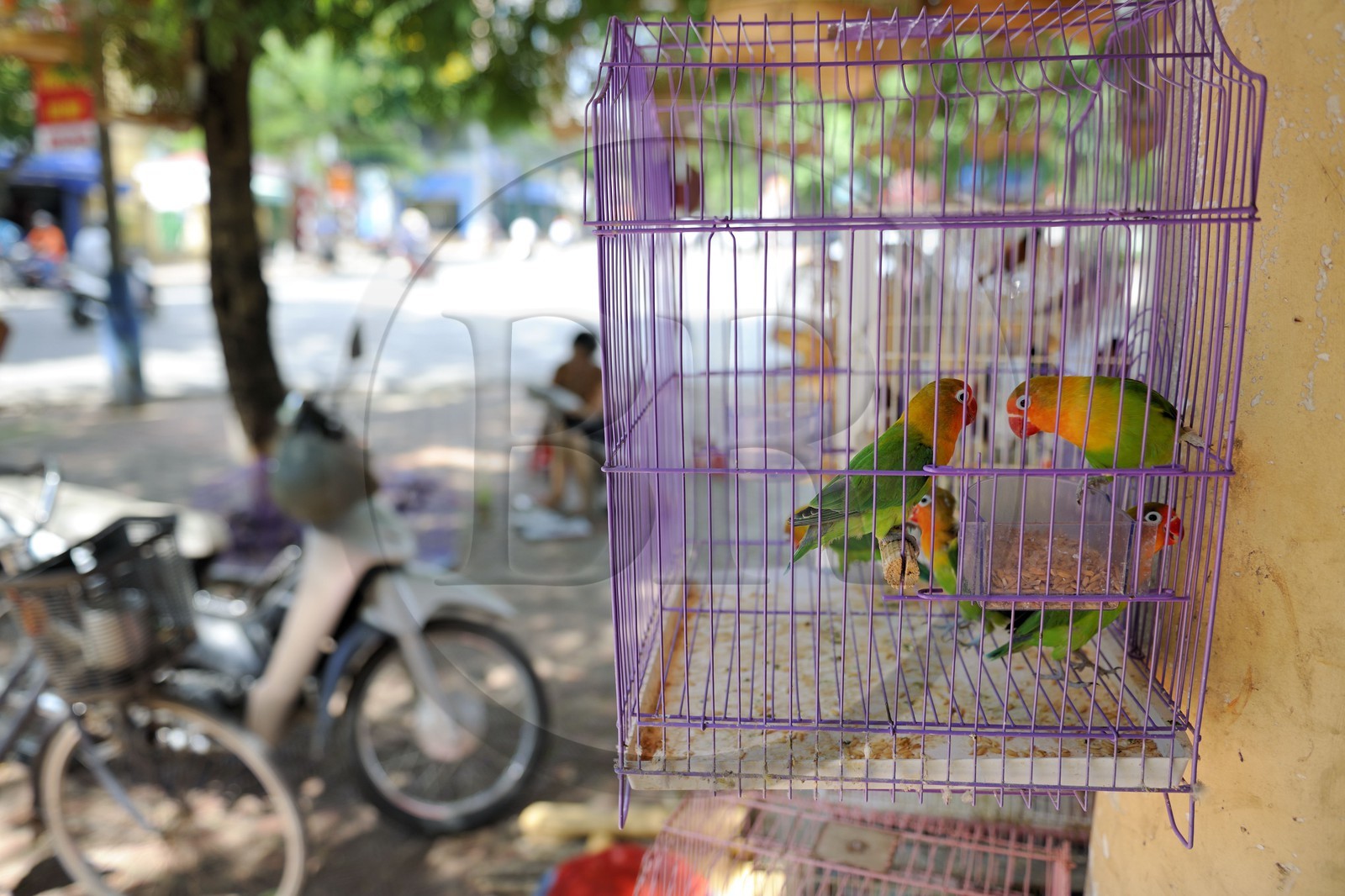 Vietnam, Haiphong, birds in cage on sale
