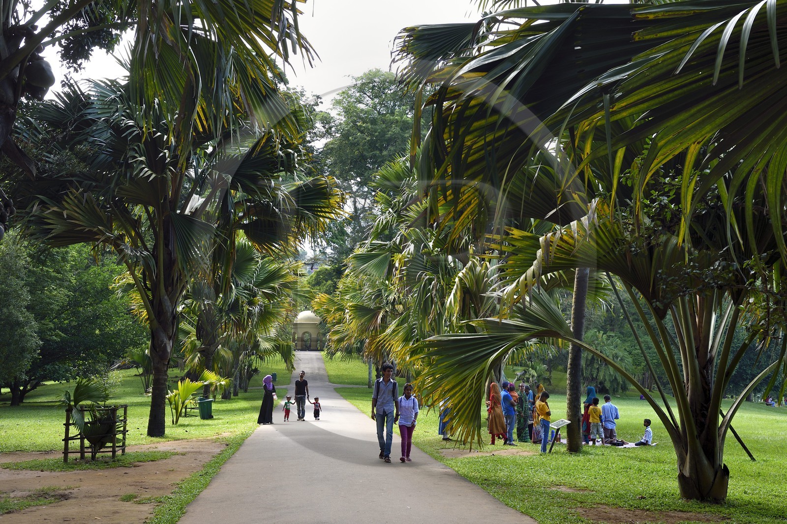 Sri Lanka, province du centre, Kandy, jardin botanique de Peradeniya, allée bordée de Coco de Mer (Lodoicea maldivica)