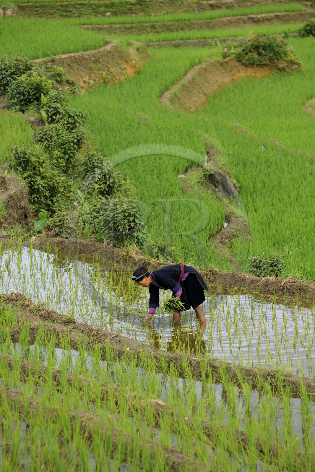 Vietnam, Lao Cai province, North-West Sapa district, woman from the Blue Hmong minority group in the ricefield