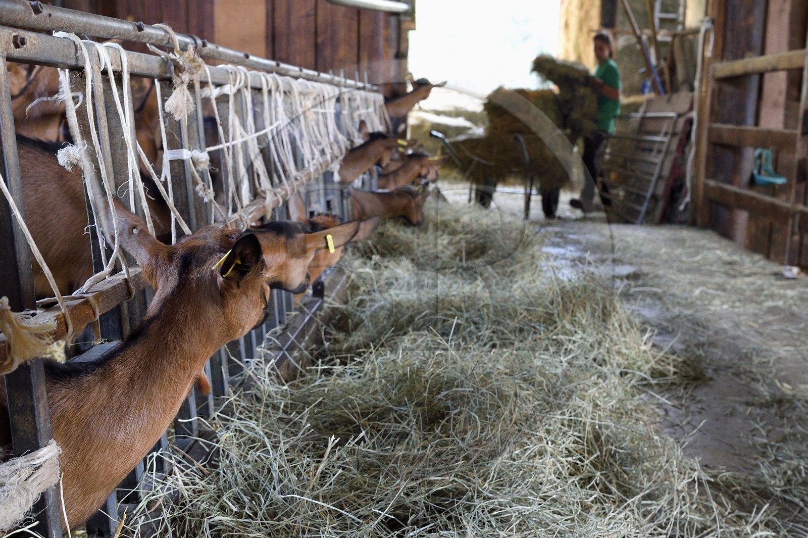 France, Var (83), La Dracénie, village de Châteaudouble, ferme fromagère La Pastourelle