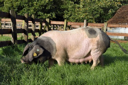 France, Pyrenees Atlantiques, Basque Country, Aldudes valley, Pierre Oteiza breeding of Basque black pigs for the production of Kintoa AOC ham, joung sow