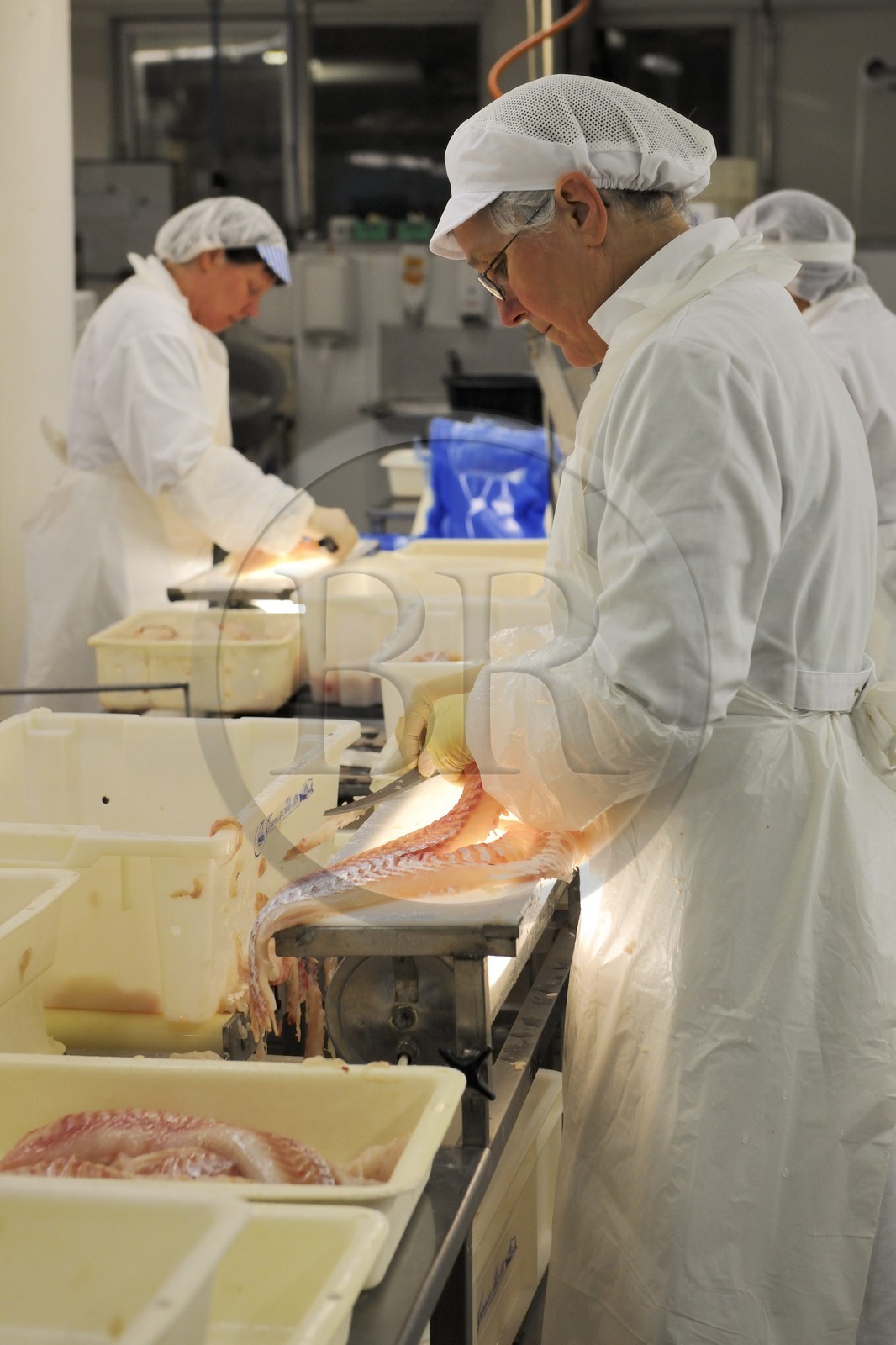 Norvège, Nordland, iles des Westeralen, village de Myre, usine de transformation du cabillaud skrei en filet
