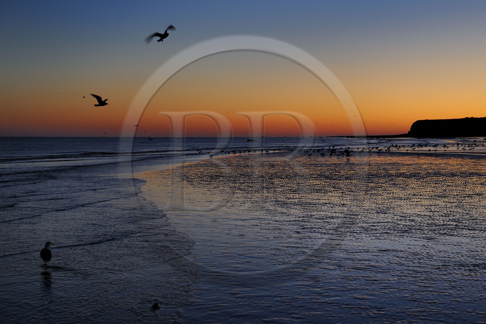 France, Seine-Maritime, Veules-les-Roses, seagulls on the beach and the cliffs at dawn
