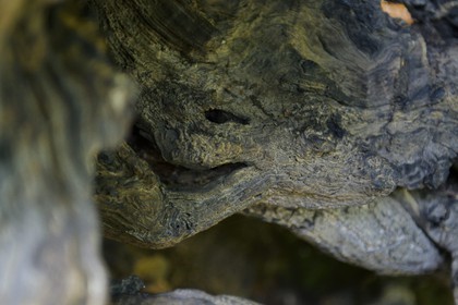 France, Haute-Corse (2B), Castagniccia, village de Carcheto, le célèbre chataigner qui est le personnage principale du livre Le berger des morts, Mal'Concilio, de l'écrivain Jean-Claude Rogliano