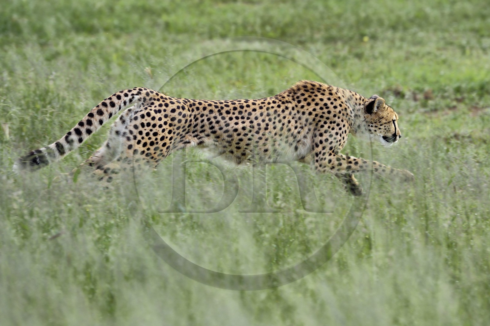 Namibie, Otjiwarongo, Cheetah Conservation Fund, centre de recherche et d'éducation, guépard (Acinonyx jubatus) entrainé à courir pour rester en forme et sain