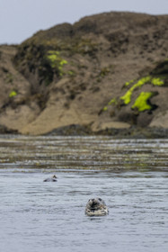 France, Finistère, Carantec, Ornithological reserve of the islets of the Morlaix Bay, harbor seal (Phoca vitulina) on Ile Verte