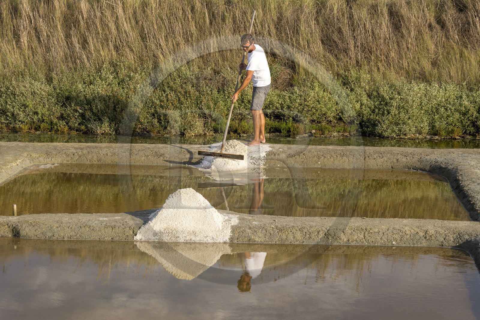 France, Vendée (85), Les-Sables-d'Olonne, les Marais Salants de L'Ile d'Olonne, le paludier Damien Merceron récoltant le sel dans la salorge de la Vertonne