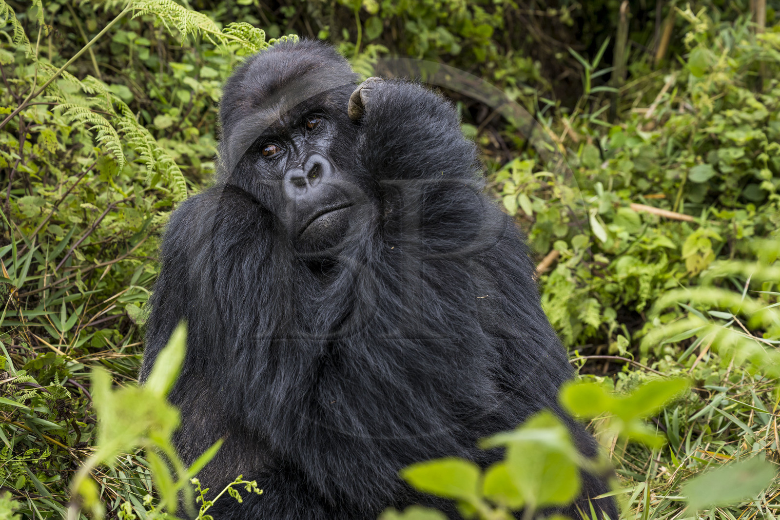 Rwanda, Province du Nord, Parc National des Volcans dans la chaine des Monts Virunga, mont Karisimbi, gorille des montagnes (Gorilla beringei beringei) du groupe Susa, male appelé dos argenté (silverback)